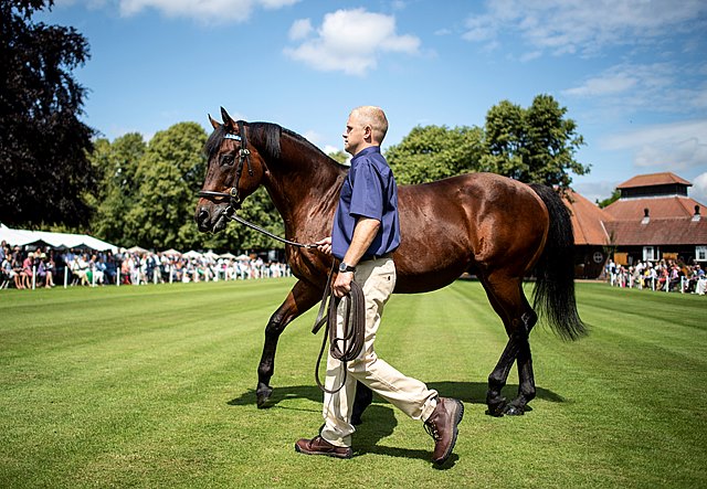 BloodHorse's tweet photo. Dubawi to Stand for Career-High £350,000 https://t.co/qdN3X4U5MJ via @RacingPost https://t.co/8GgZ68HM5P