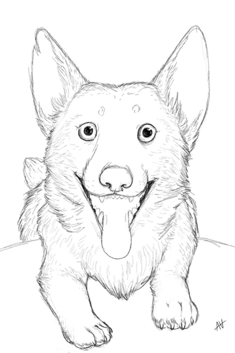 Narcixxus's tweet photo. a sketch of my dog Bowie  :3  

Pet portraits and doodle commissions are open! Please check our my page linktree/NarcissusArts for more information.  ✨️ 

#art #digitalart #petportrait #commissionsopen #corgi https://t.co/tYP62SB0yW