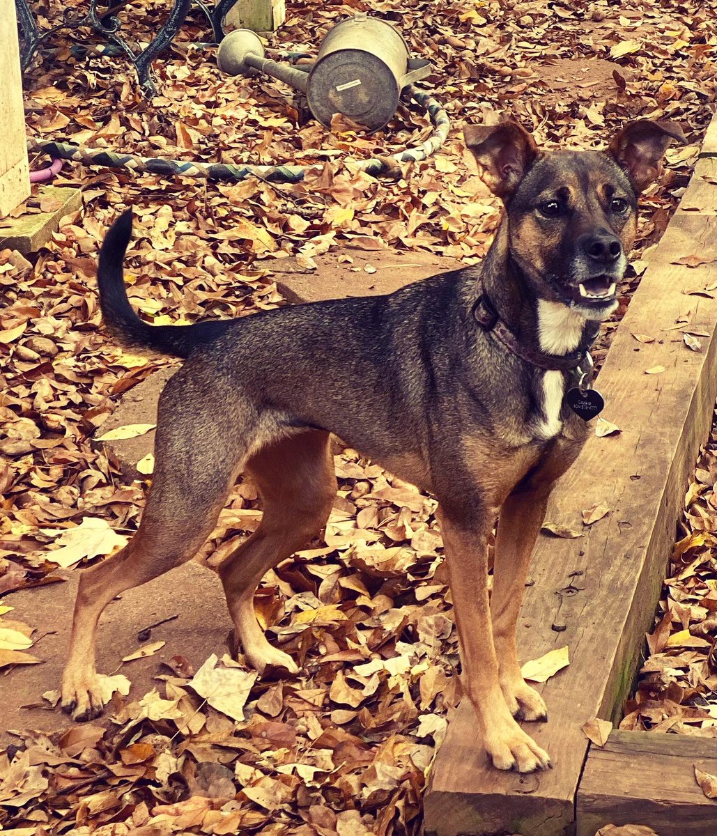 SJofDecatur's tweet photo. Cookie wants to be the face of the race 2023… The only word she likes better than “walk” is “ball!” #RWTD5K #CookieakaCookieMonster https://t.co/6Y5YW9goVL