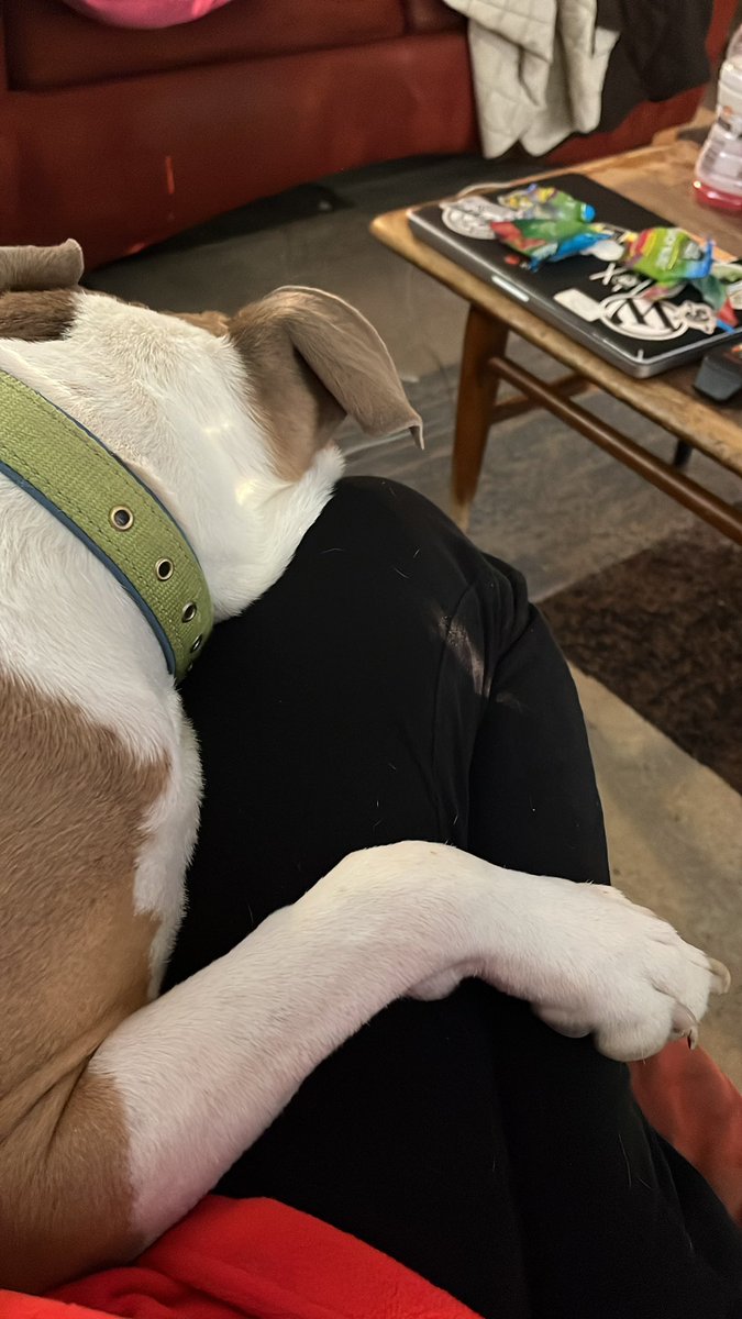 HardenedHoney's tweet photo. There is nothing more amazing in life than when your dog runs to the couch and lays a paw over you.
#youchoseme #imtheravorite https://t.co/JY77yAnRK7