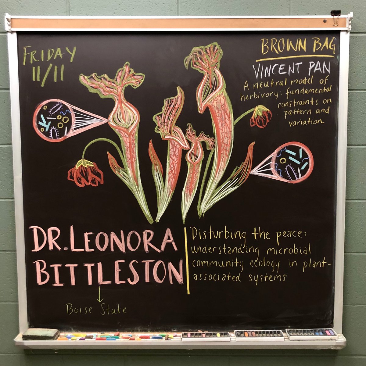 KBS Chalkboard (@kbschalkboard) on Twitter photo Looking forward to this Friday's seminar by Dr. Leonora Bittleston (<a href="/leonorabit/">Leonora Bittleston</a>) of <a href="/BSUBiology/">Boise State Biology</a>. Join via zoom to learn about the ecological genomics of microbial communities associated with plants - including pitcher plants! #MSUKBS #SciArt Looking forward to this Friday's seminar by Dr. Leonora Bittleston (<a href="/leonorabit/">Leonora Bittleston</a>) of <a href="/BSUBiology/">Boise State Biology</a>. Join via zoom to learn about the ecological genomics of microbial communities associated with plants - including pitcher plants! #MSUKBS #SciArt