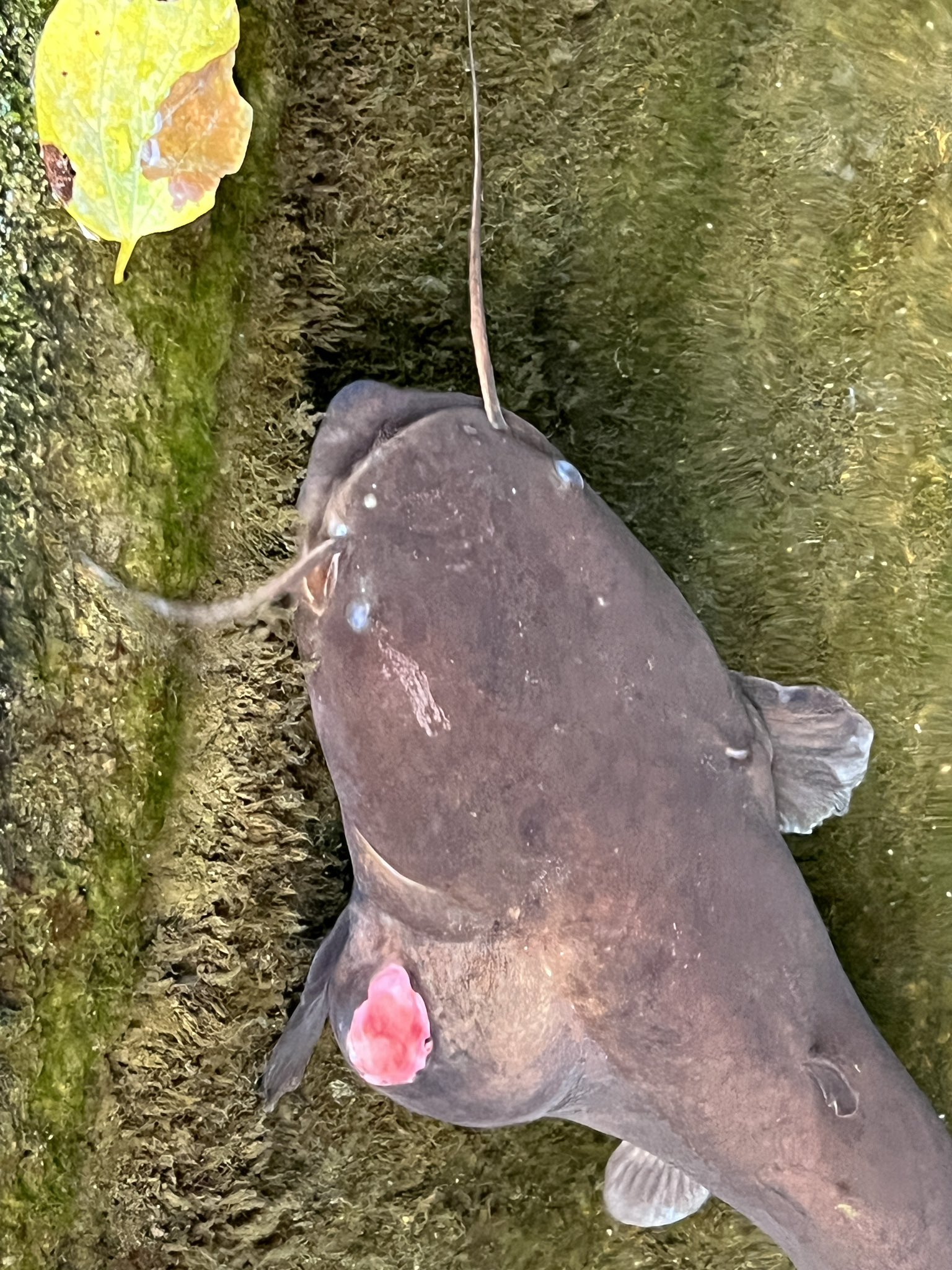 Twitter 上的 佐々木瑞希 旭川医大寄生虫 共同研究者のご協力のもと ナマズの寄生虫を調べています その寄生虫のことはひとまず置いといて ナマズの口の中に何か入ってる 出してみよ T Co Jmev1zkl Twitter