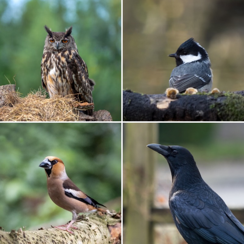 NeonMob's tweet photo. Collect a bevy of beautiful birds with this free pack of Natural Netherlands from @CarineBelzon 🐦

https://t.co/DQIzZnWEf0 

#neonmob #digital #collectibles #art #tradingcards #indie #artists #birds #nature #animals #Netherlands #photography https://t.co/R7h4E3l7vv