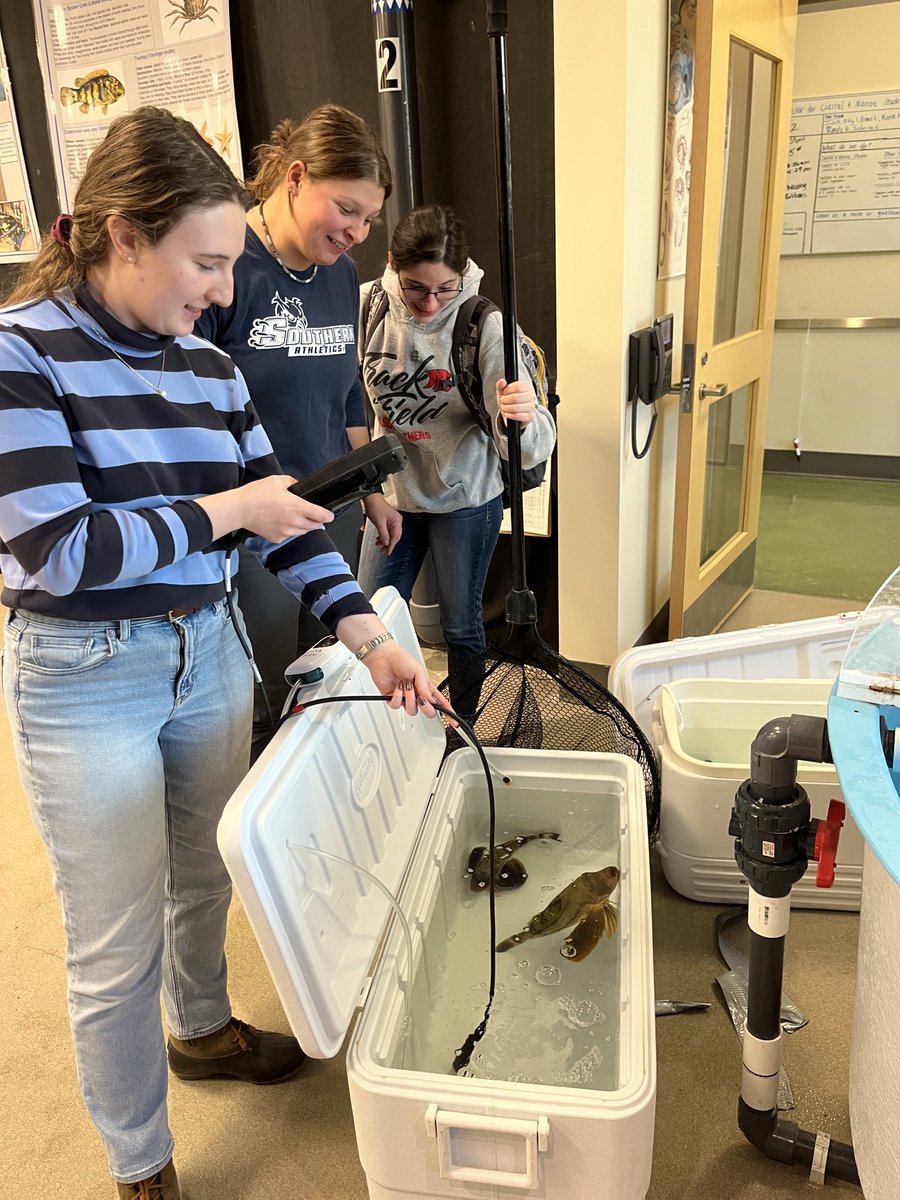 ⁦<a href="/Werth_Center/">Werth Center for Coastal and Marine Studies</a>⁩ ⁦<a href="/SCSUEGMS/">SCSU EGMS</a>⁩ ⁦<a href="/SCSU/">Southern Connecticut State University 🦉</a>⁩ Werth Center interns are acclimating our new fish for the aquarium. Welcome scup and sea robbins. The fish will be added to the Werth Center display aquarium in the science building.