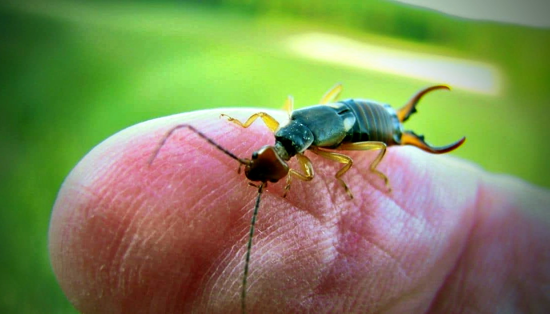 I'm a Celebrity programme producers show off earwig that crawled into Matt Hancock's ear and made it out the other side totally unhindered.
#MattHancock #ImACeleb #VoteHancockForEveryTrial
