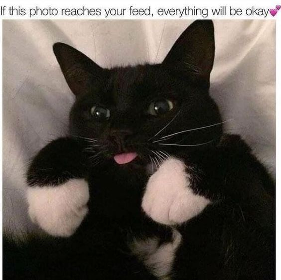 WholesomeMeme's tweet photo. https://t.co/zxnOtV1j0z