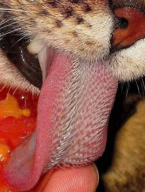 tiger's tongue is so strong that it can remove paint from walls and help to remove skin from flesh of its prey.
His tongue has been classified as the "Second most dangerous tongue" after the tongue of a woman...🏃‍♂️🏃‍♂️