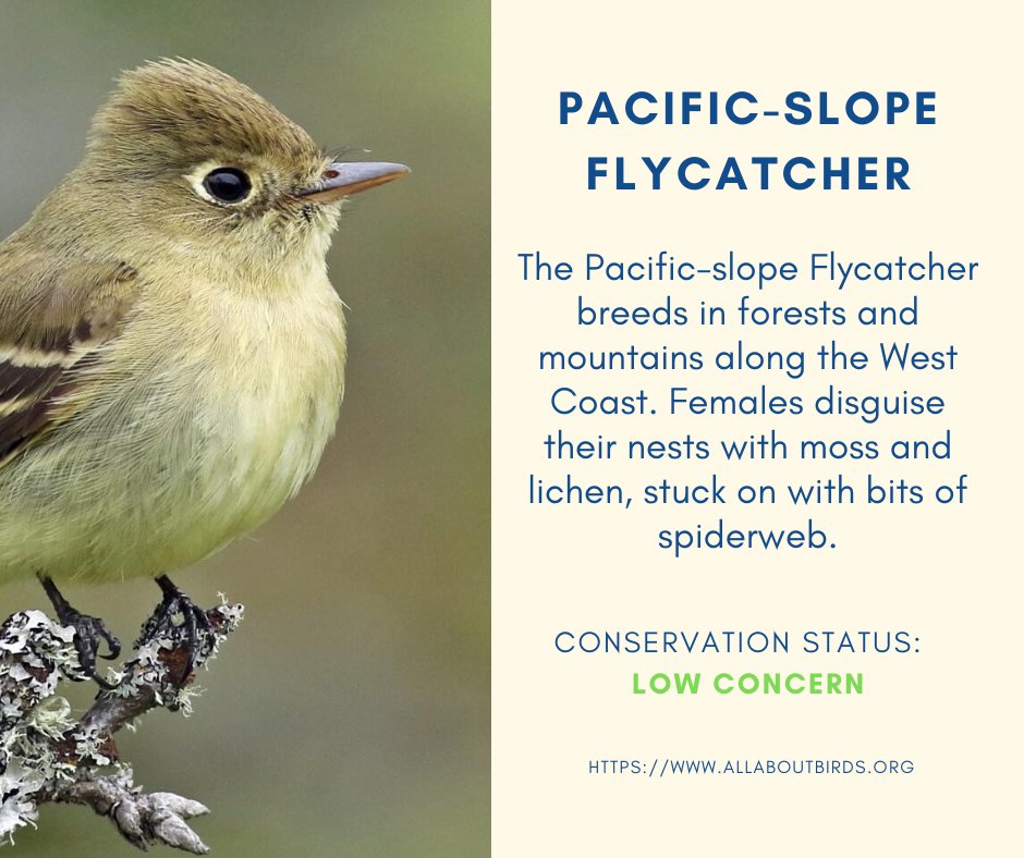 Winging it Wednesday! 

For more information about the Pacific-Slope Flycatcher visit: allaboutbirds.org/guide/Pacific-…