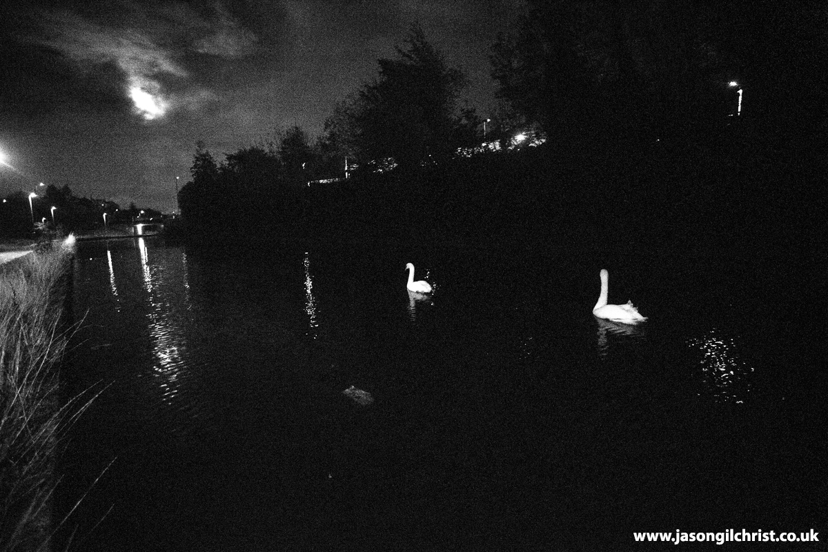 My kind of nightlife. Mute swans, Cygnus olor, Union Canal, Wester Hailes, Edinburgh, Scotland. #MuteSwans #swans <a href="/SwanwatchUk/">SWANWATCHUK</a> #SwanwatchUK #BirdPhotography #TwitterNatureCommunity #Autumnwatch #BlackAndWhite #NightPhotography #UnionCanal #WesterHailes #Edinburgh #Scotland🦢