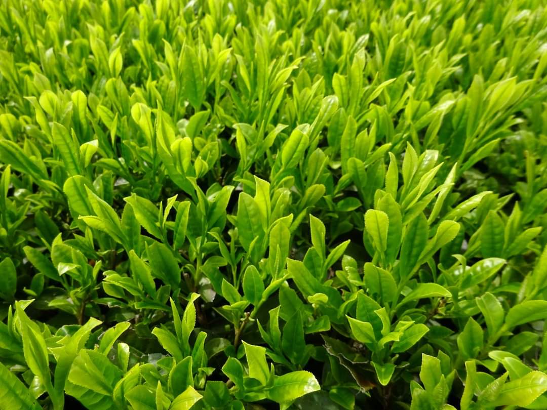 #朝のお茶大喜利
タイトルに「お茶」をつけ足して台無しにしてください。
例：君の名はお茶。

※複数回答可
回答期限11/12 10:00まで
#大喜利 #緑茶 #試行錯誤中
#お茶大喜利 #鹿児島 #枕崎 
#サボりがち
