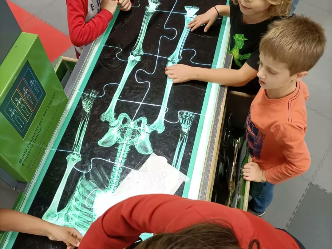 EscPublicaSAFA's tweet image. #2nB, la classe dels #esquelets, hem estat al Museu de la Ciència i la Tècnica de Terrassa aprenent més sobre el cos humà. Quin món més fascinant!
#projecte #medinatural