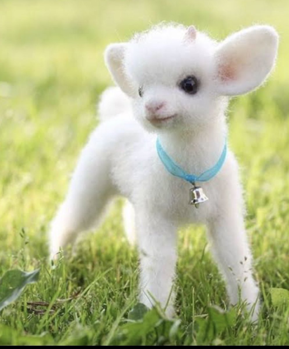 carol_perelman's tweet photo. 🤔Por qué tus tías te pellizcaban los cachetes,…Lloramos de felicidad y los niños apretujan un animal adorable?
Según Dyer y Aragon es “agresión cariñosa”: entre más “cute” mayor “violencia” para equilibrar sentimientos tan opuestos…🤭
#CuteAgression
https://t.co/lZkUeB8PU2 https://t.co/jrTJOSImiK