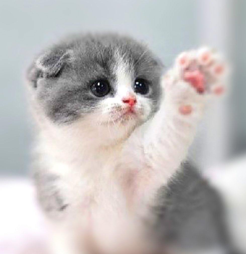 carol_perelman's tweet photo. 🤔Por qué tus tías te pellizcaban los cachetes,…Lloramos de felicidad y los niños apretujan un animal adorable?
Según Dyer y Aragon es “agresión cariñosa”: entre más “cute” mayor “violencia” para equilibrar sentimientos tan opuestos…🤭
#CuteAgression
https://t.co/lZkUeB8PU2 https://t.co/jrTJOSImiK