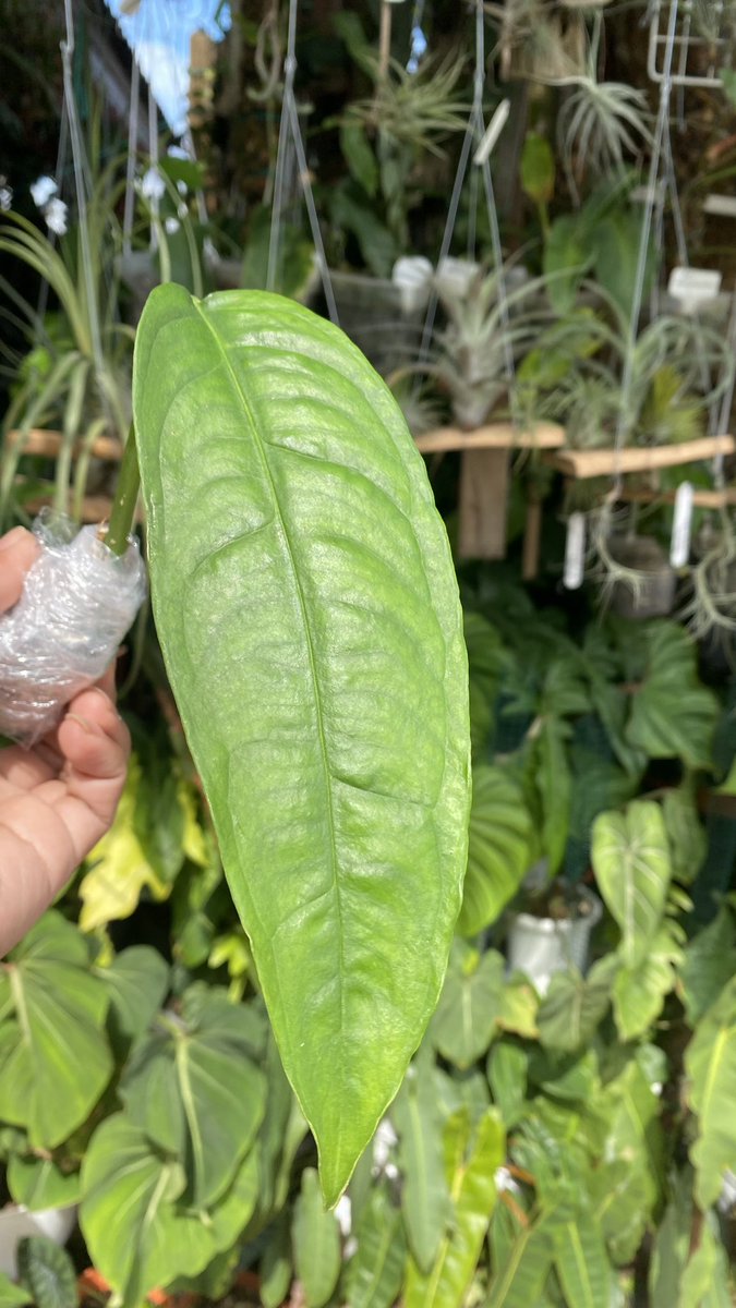 achudean01's tweet photo. Monstera Obliqua Amazonas #monstera #monsteraobliqua #monsteraobliquaamazonas
Philodendron Baudoense #philodendron #philodendronbaudoense
#aroid #aroids #aroidlover #aroidlovers #aroidaddict https://t.co/PWZDr83sRR