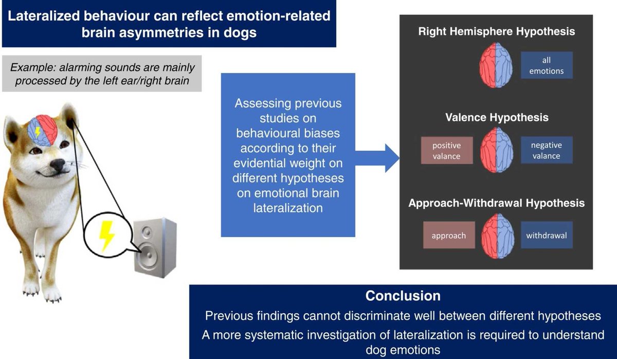 Our latest paper: A review on emotion-related behavioural &amp; brain lateralization in pet dogs. 

𝐍𝐞𝐮𝐫𝐨𝐬𝐜𝐢𝐞𝐧𝐜𝐞 &amp; 𝐁𝐢𝐨𝐛𝐞𝐡𝐚𝐯𝐢𝐨𝐫𝐚𝐥 𝐑𝐞𝐯𝐢𝐞𝐰𝐬 
authors.elsevier.com/sd/article/S01…

Thanks to my fantastic supervisors: <a href="/ElisaFrasnelli/">Elisa Frasnelli</a> <a href="/profDSM/">Daniel Mills</a> <a href="/coldbloodedcog/">Anna Wilkinson</a> &amp; Kun Guo