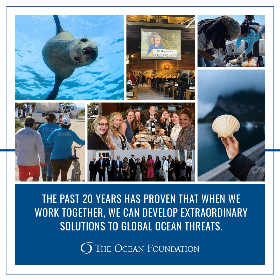 oceanfdn's tweet image. As the only community foundation for the ocean, one of our goals has been to get funds &amp;amp; resources to the people who can make a difference. Looking back on our growth over 20 years, we're so excited to keep #MakingWavesforClimate &amp;amp; the future of our ocean. #TOF20th #ThisIsTOF🌊