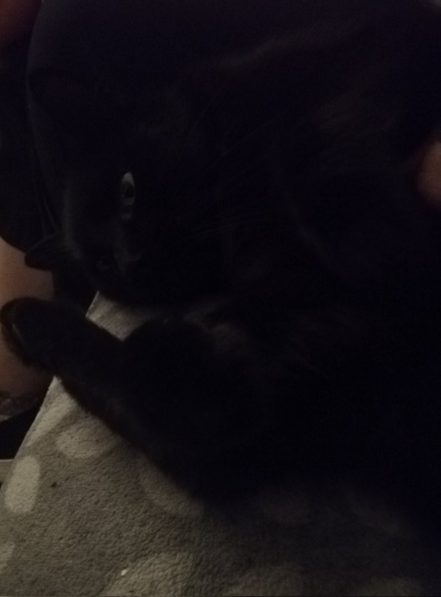 NerdTrashJen's tweet photo. Boris came in for a tummy rub https://t.co/yN9CUMsupi