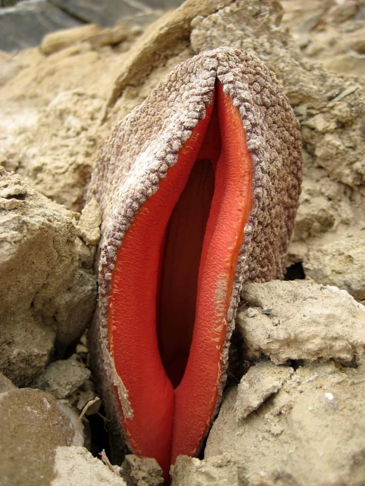 La comida del chacal (Hydnora africana), es una planta parásita que no hace la fotosíntesis.