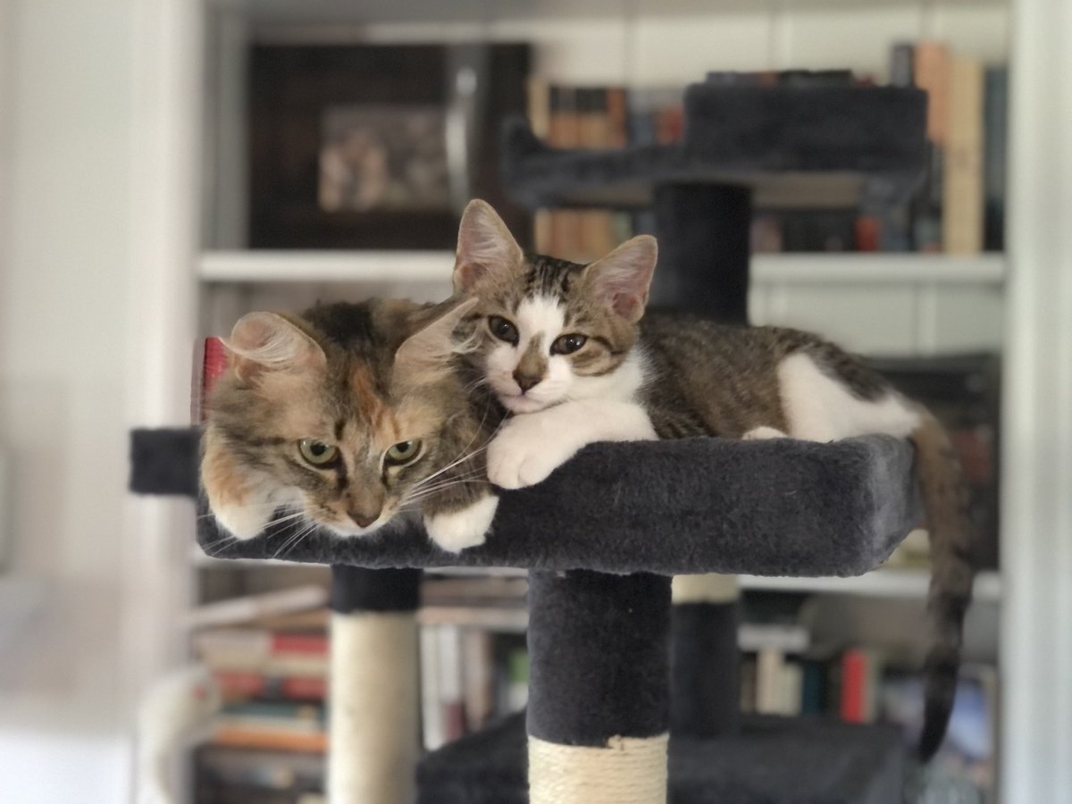 Recluse_Cowboy's tweet photo. @chaoticcatpics https://t.co/v3dQiKmVeY