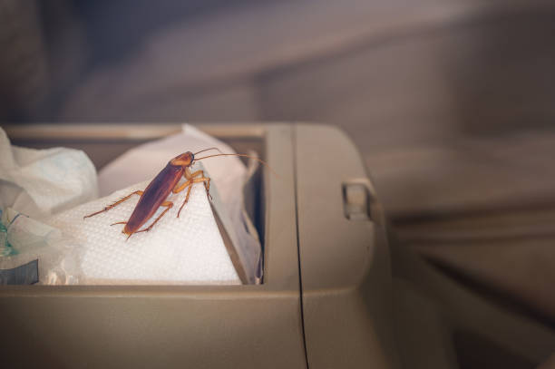 DiamondAutoSD's tweet image. Bedbugs, cockroaches, and ants are known for taking shelter in dirty cars. Keep your vehicle pest free with routine automotive detailing!