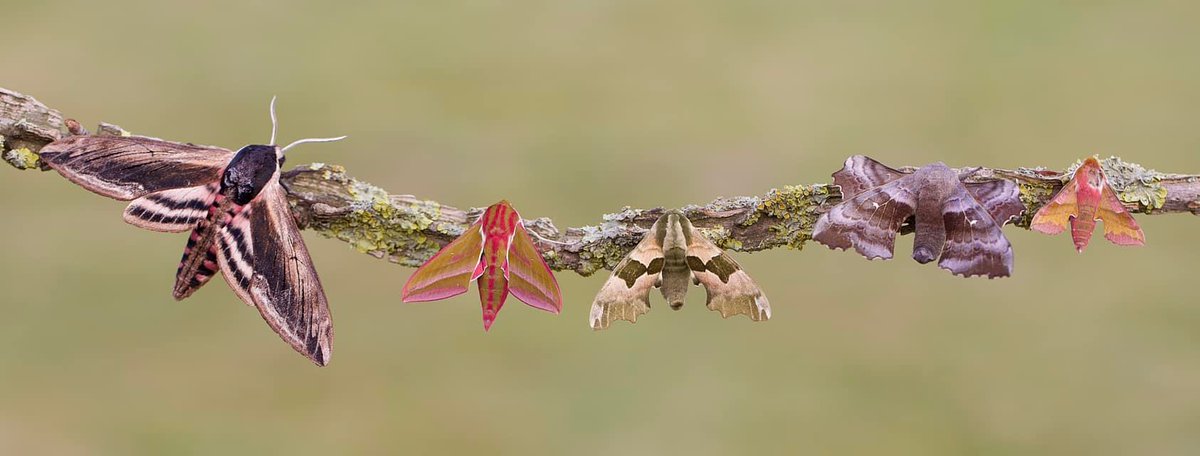 SamanthaMay64's tweet photo. Hawk-moths from my Yorkshire garden this year. Hard to believe such amazing insects are flying around our gardens after dark! Incredible. #MothsMatter https://t.co/2Q9jugYaMh