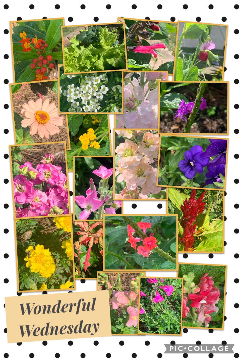 All of these beautiful colors in one butterfly garden!!! @AdamElementary @Queenjksn @camccollister @readygrowgarden