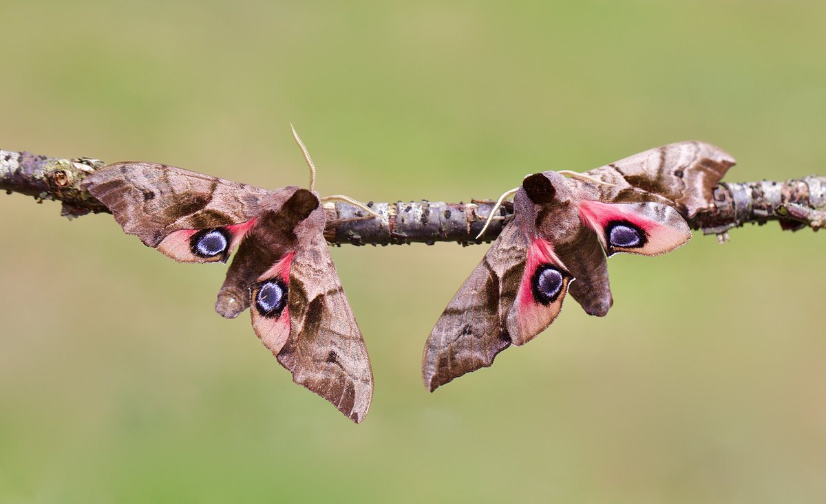 SamanthaMay64's tweet photo. Hawk-moths from my Yorkshire garden this year. Hard to believe such amazing insects are flying around our gardens after dark! Incredible. #MothsMatter https://t.co/2Q9jugYaMh