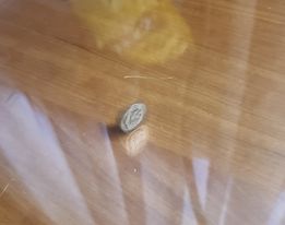 Shane DePoe tweet media