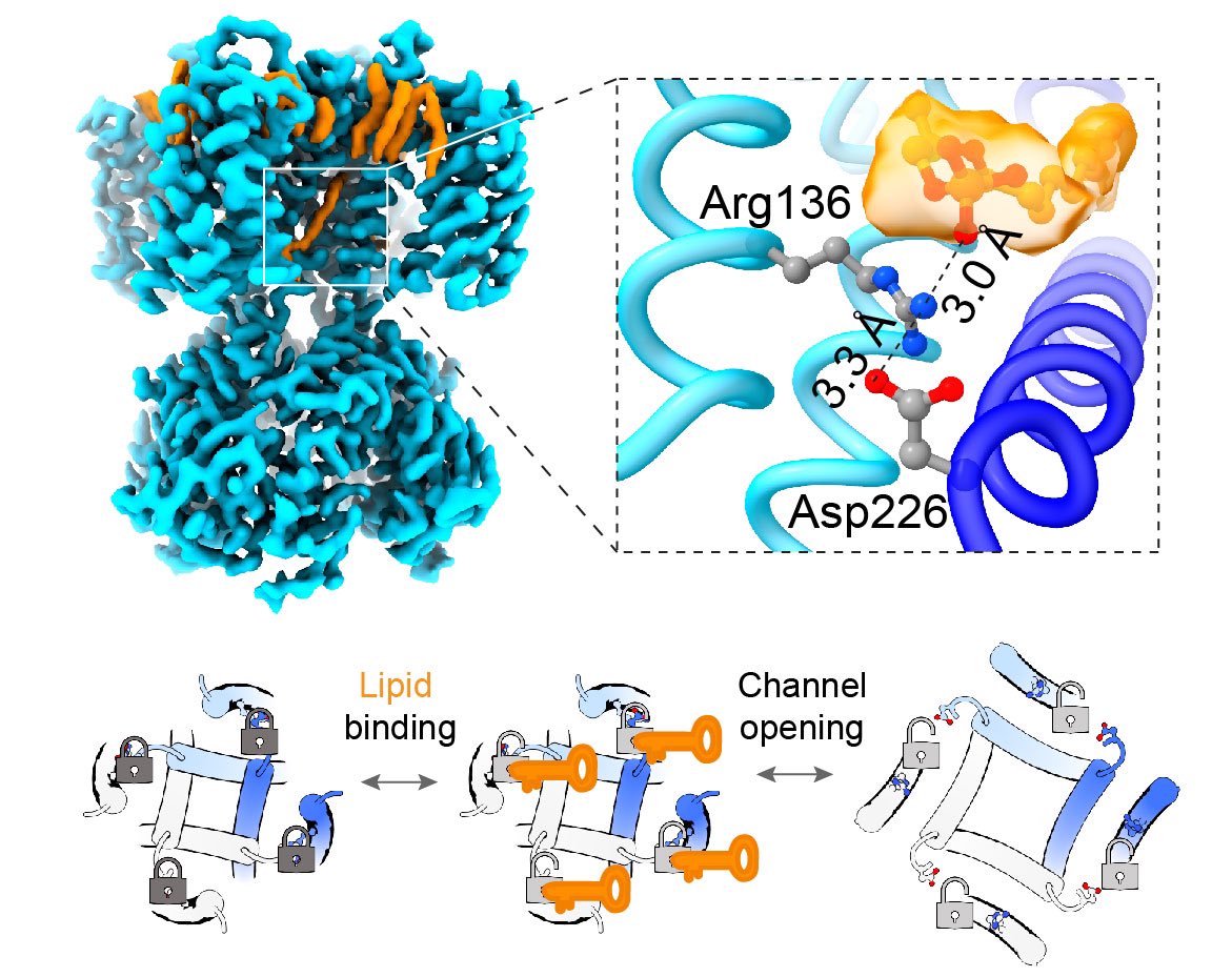 Crina Nimigean (@crinanimigean) on Twitter photo Our paper on how anionic lipids activate pacemaker ion channels is out <a href="/NatureSMB/">NatureStructMolBiol</a> the link: rdcu.be/cZkd3 Congrats to Philipp <a href="/iHeart_proteins/">Philipp Schmidpeter</a> and <a href="/PRiegelhaupt/">Paul Riegelhaupt</a> <a href="/rheinbergerj/">Jan Rheinberger</a> and to our fantastic collaborators Carole Robinson, Di Wu, Haiping Tang. <a href="/WCMAnesthesia/">Weill Cornell Medicine Anesthesiology</a> Our paper on how anionic lipids activate pacemaker ion channels is out <a href="/NatureSMB/">NatureStructMolBiol</a> the link: rdcu.be/cZkd3 Congrats to Philipp <a href="/iHeart_proteins/">Philipp Schmidpeter</a> and <a href="/PRiegelhaupt/">Paul Riegelhaupt</a> <a href="/rheinbergerj/">Jan Rheinberger</a> and to our fantastic collaborators Carole Robinson, Di Wu, Haiping Tang. <a href="/WCMAnesthesia/">Weill Cornell Medicine Anesthesiology</a>