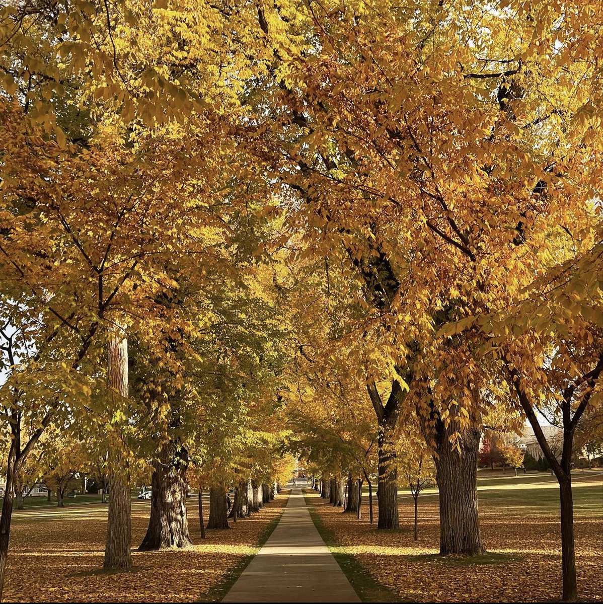 Tweet by Colorado State University