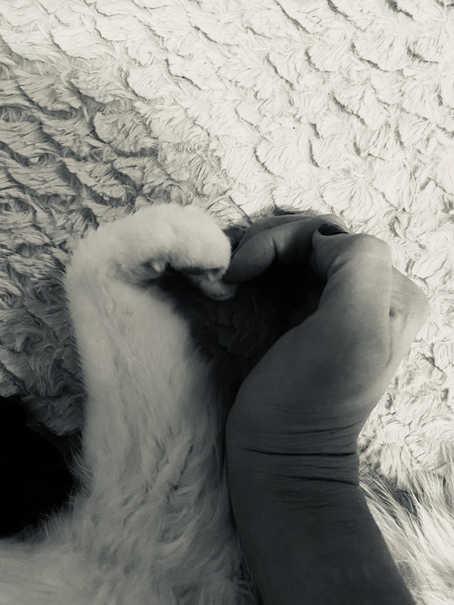 Cab7302's tweet photo. •E S P O•
•
People say I rescued you, but really it was you who rescued me 🐾 
•
I wasn’t ready to say goodbye. 
I’ll miss you my sweet boy ❤️ 🌈 

#rainbowbridge #mybaby #illmissyou #petloss #unconditionallove https://t.co/rqsx9wELm3