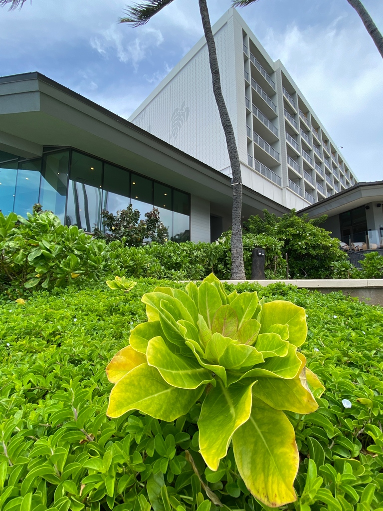 Turtle Bay Resort tweet media