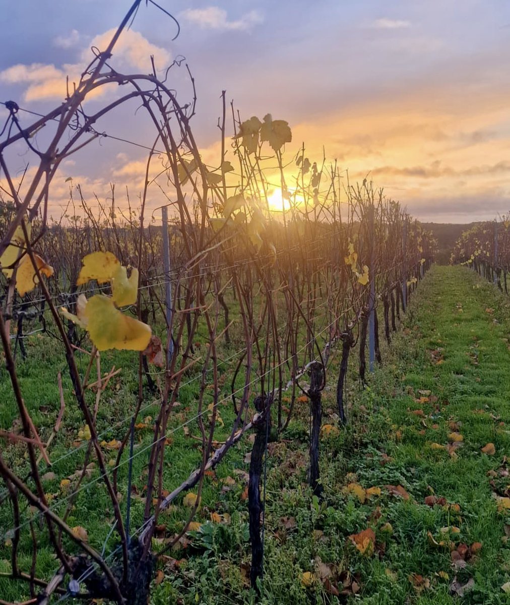Sunrise this morning, here in beautiful - and increasingly wintery looking - Enborne 🍂🍁 

#sunrise #berkshire #vineyard #englishsparklingwine #englishwine #berkshirewine #awardwinningwine #berkshirelife #bestofberkshire #newbury #enborne #lambourn