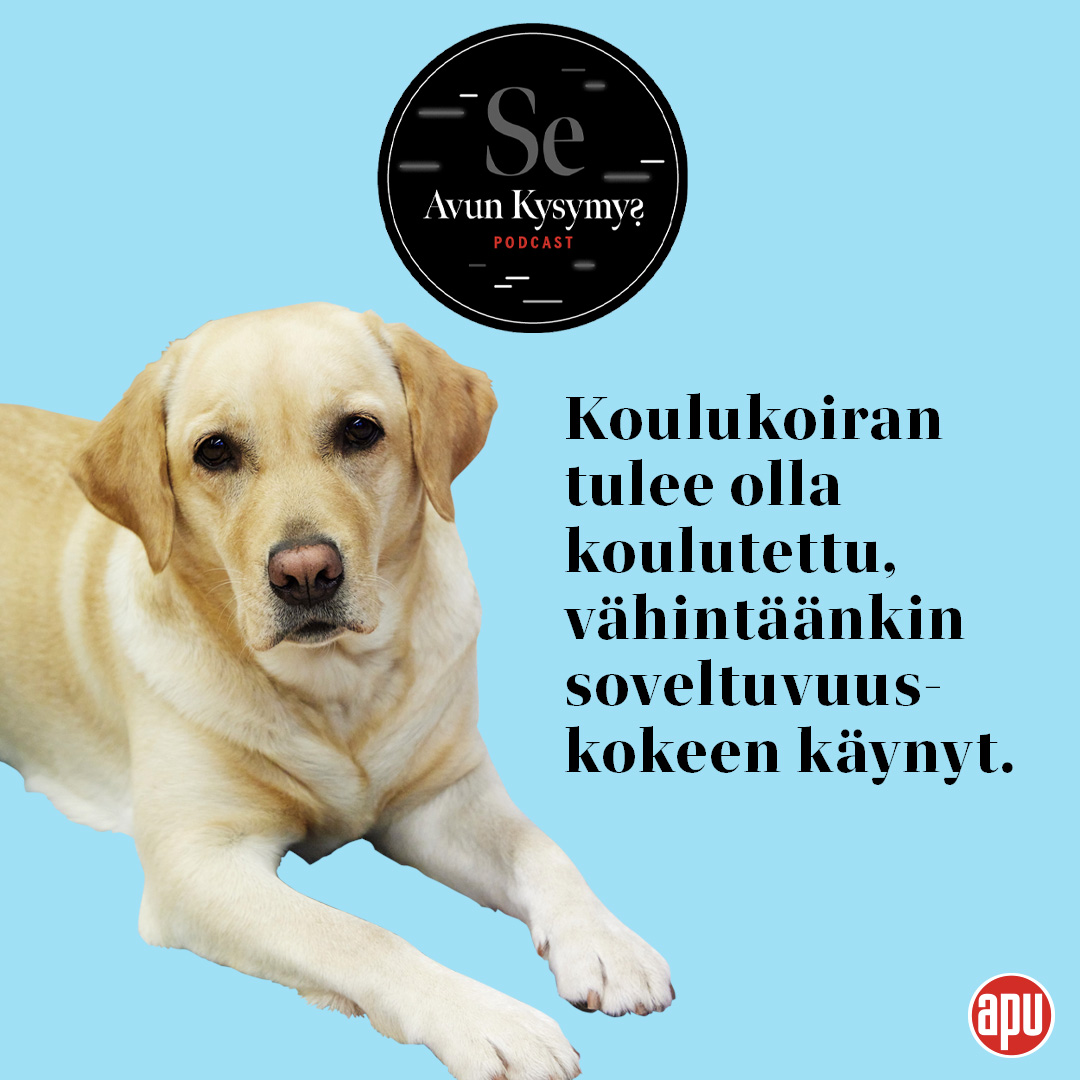 KatiTLahtinen's tweet photo. Ihanin #Martta!
OIlut mun lapsen elämässä eka luokasta asti, matikanopettajana.
Martta on #koulukoira, käy töissä kerran viikossa. Työetuna paljon rapsutuksia.
Kysyin, miten koulukoira opettaa matematiikkaa.
#sakp #kysymyspodi
@apulehti
https://t.co/aakeOBO4qP https://t.co/zBXEZHg0Aj