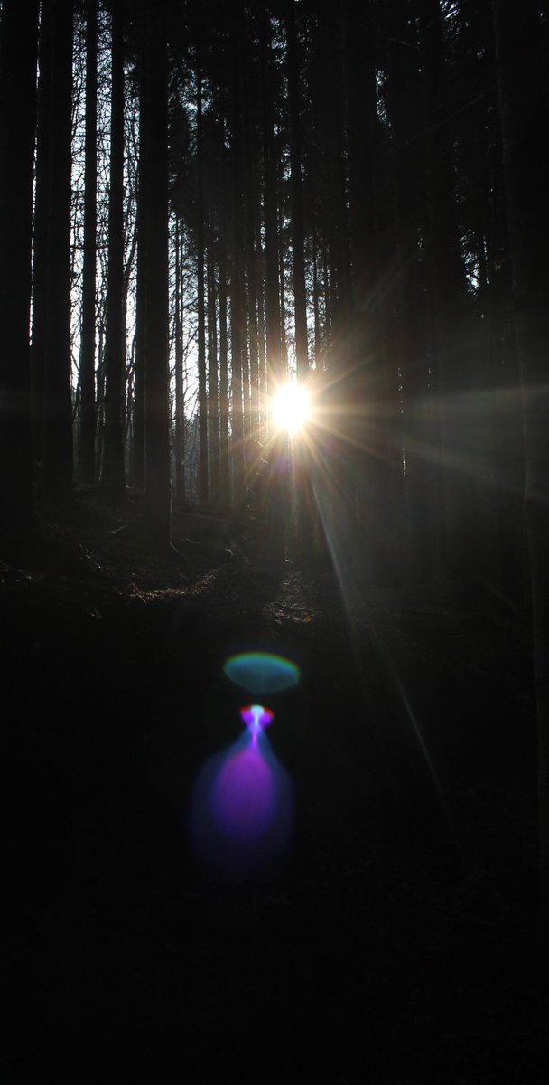 #oldleighlin forests #natureconnections #WellbeingWednesday