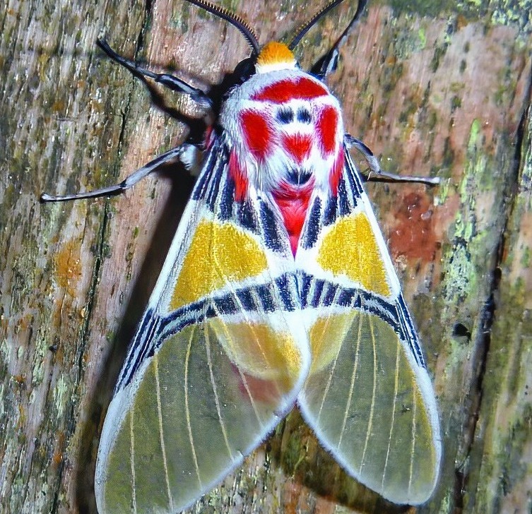The Idalus herois is a moth with a clown face on its back.