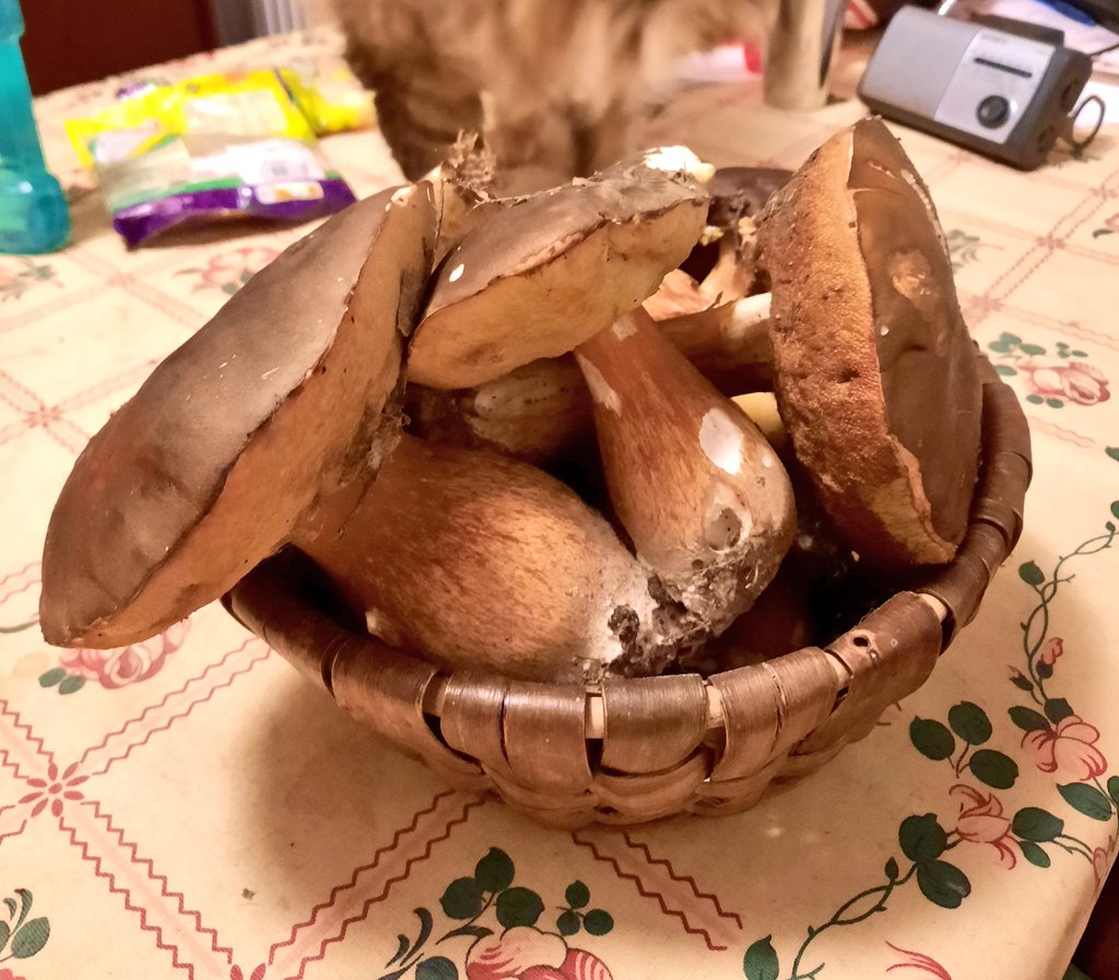 Blessed by the wild #mushroom gods today! Saw a pair of them while on horseback, came back on foot & found a whole bunch. 😋 #cèpes #boletus #wildmushrooms