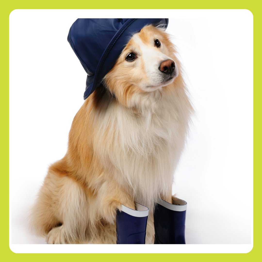 PetCancerCare's tweet photo. We are closely monitoring the progress of Hurricane Nicole and have decided to close our offices in West Palm Beach, Stuart, and Melbourne on Thursday.

As of now all other locations will remain open with regular office hours on Wednesday, Thursday, and Friday. https://t.co/DYoViIfk4y