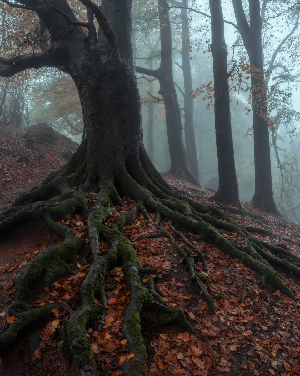 M_Beach_Images's tweet photo. @MargMarvelous Thank you very much Marg! And yes, the roots on those Beech trees were amazing. I have a few shots of the roots, see below https://t.co/updikirU1j