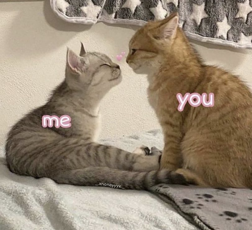 not cute & kinky memes (@cravedcuddle) on Twitter photo 