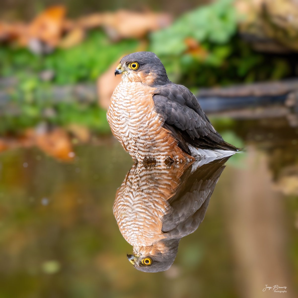 Spiegelbeeld <a href="/vogelnieuws/">Vogelbescherming NL</a> <a href="/VroegeVogels/">Vroege Vogels</a> <a href="/World_Wildlife/">World Wildlife Fund</a> <a href="/NatuurfotoNL/">Natuurfotografie.nl</a> <a href="/LandschappenNL/">LandschappenNL</a> <a href="/joopbruurs/">Joop Bruurs</a> vogelhutwettensbroek.nl