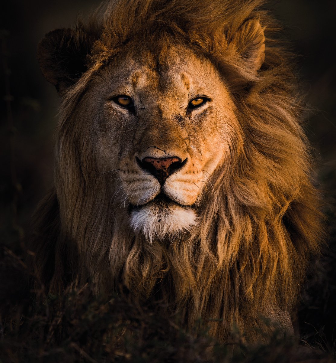 Building during bear markets is what long term projects do. Lions and Cubs are building together for the future, this is only the beginning of our journey together🦁