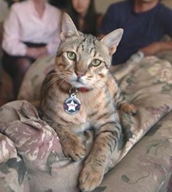CatConWorldwide's tweet photo. This Veteran’s Day, we’d like to recognize some of the feline heroes of the U.S. military – working to protect food stores from mice and providing much needed care and comfort to service men and women far from home. 

https://t.co/EV51E53ZMj

#VeteransDay https://t.co/wTEI05Dp5B