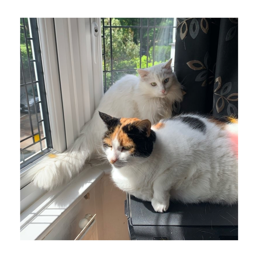 TheCatSitCo's tweet photo. Vlad &amp; Pumpkin ❤️
 -
-
-
-
-
-
-
#thecatsitcompany #cats #meow #liverpoolpetsitters #catsofinstagram #catsofliverpool #liverpool #manchestercats #wirral #warrington #chester #manchester #catsitters #catlovers #cutecats #instacat #petstagram #icatcarecatoftheweek #london #mers https://t.co/6UgQsKXL1d