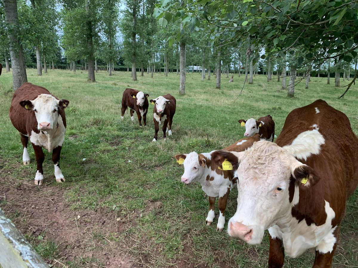 Anthony Snell tweet media