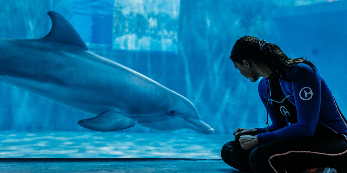 Clearwater Aquarium on Twitter "Clearwater Marine Aquarium is