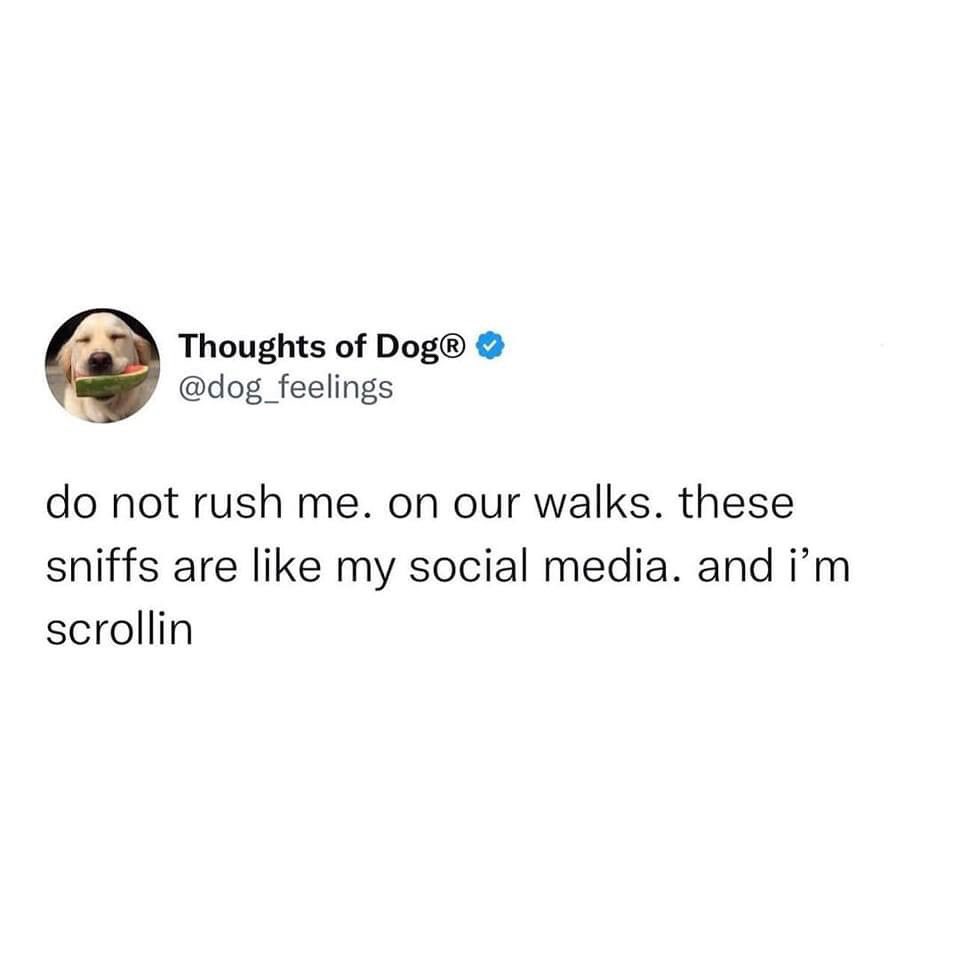 MADRADogRescue's tweet photo. #weemails π
#itstheirwalk https://t.co/salsx4KmZH