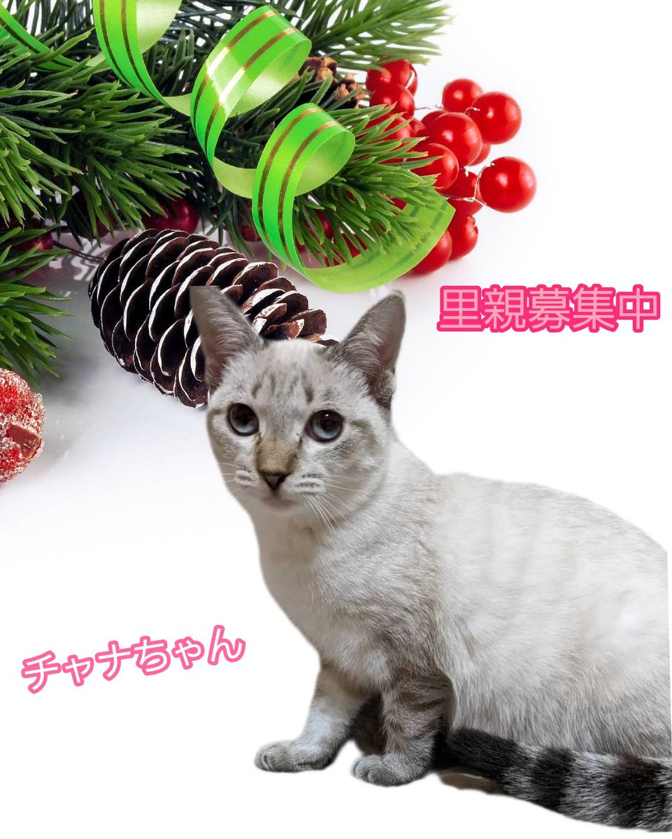 COCORINSUN's tweet photo. 【ねこちゃんの譲渡会】

11月13日(日)　　23日(水、祝)
14時〜16時

るり動物病院

雨予報ですがカヌレ、チャナの幸せを掴めるかもしれないチャンスなので頑張ります👍

#枚方市　#譲渡会　#ねこちゃんの譲渡会　#里親募集中 https://t.co/ITW4XkQsc9