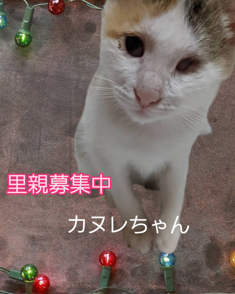 COCORINSUN's tweet photo. 【ねこちゃんの譲渡会】

11月13日(日)　　23日(水、祝)
14時〜16時

るり動物病院

雨予報ですがカヌレ、チャナの幸せを掴めるかもしれないチャンスなので頑張ります👍

#枚方市　#譲渡会　#ねこちゃんの譲渡会　#里親募集中 https://t.co/ITW4XkQsc9