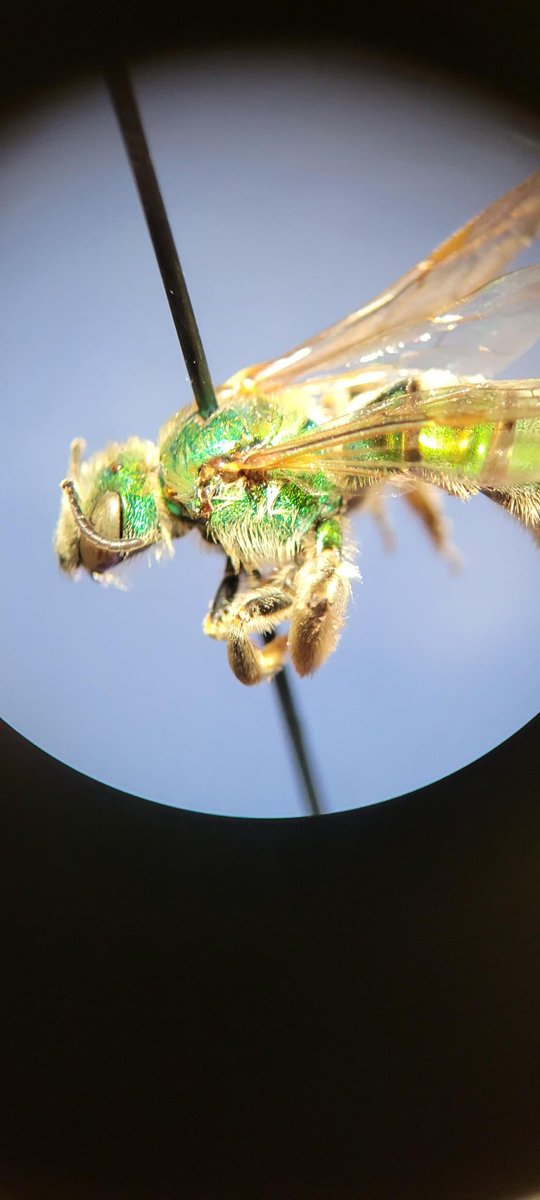 natscience_OIT's tweet photo. We have some interesting Native #Pollinator research happen in #Environmental #science this year. As well as analyzing environmental toxins in pollen collected from our #honeybees. #oit #ortech #Envscience #POCinscience #womeninscience #bees #bumblebee #hustlinowls #ortechnology https://t.co/C2JkoJ6Xlz